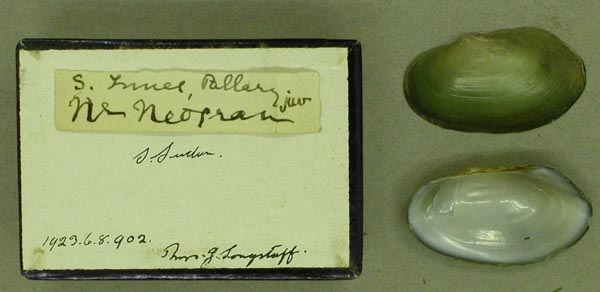 specimen