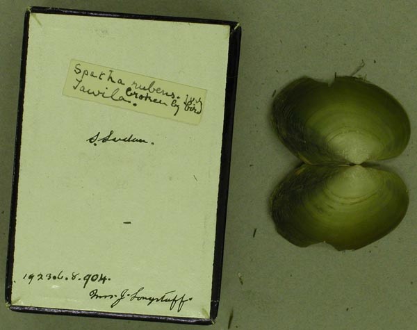 specimen