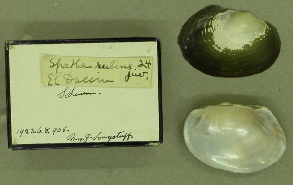 specimen