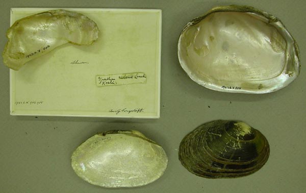 specimen