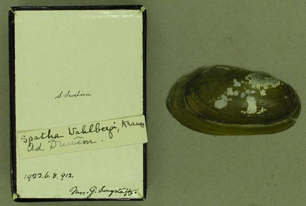 specimen