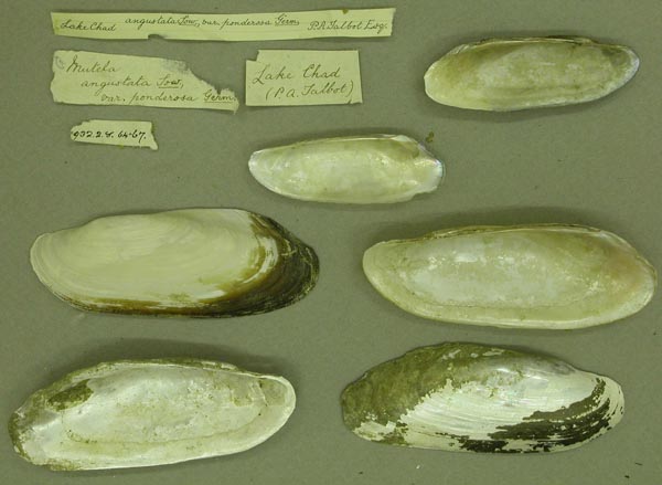 specimen
