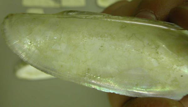 specimen
