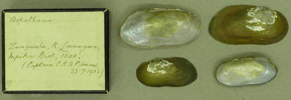 specimen