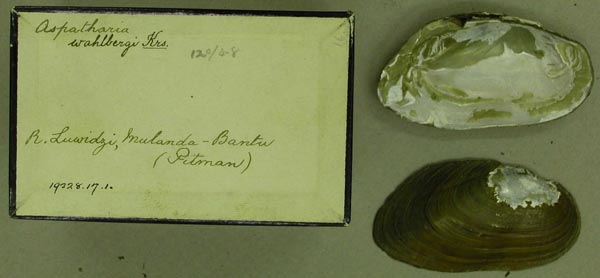 specimen