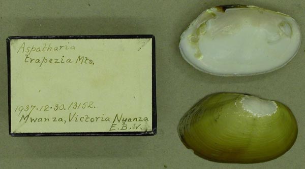 specimen