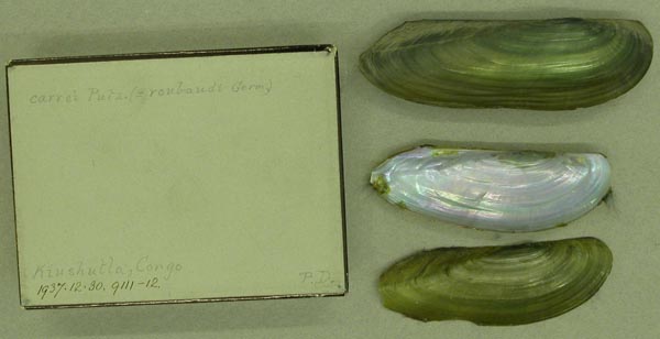 specimen