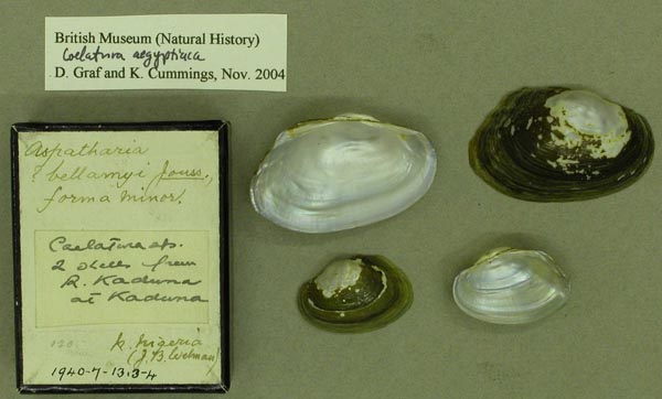 specimen