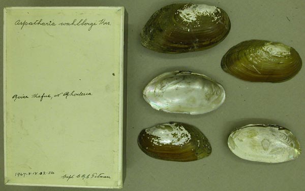 specimen