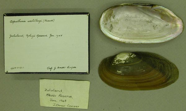specimen