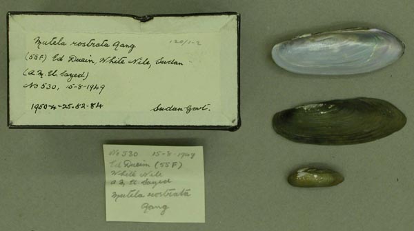 specimen
