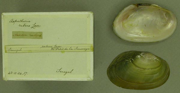 specimen