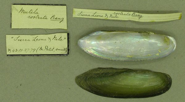 specimen