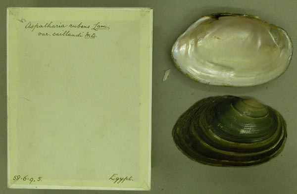 specimen