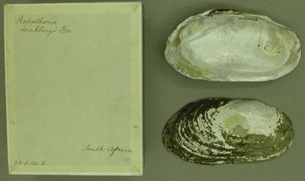 specimen