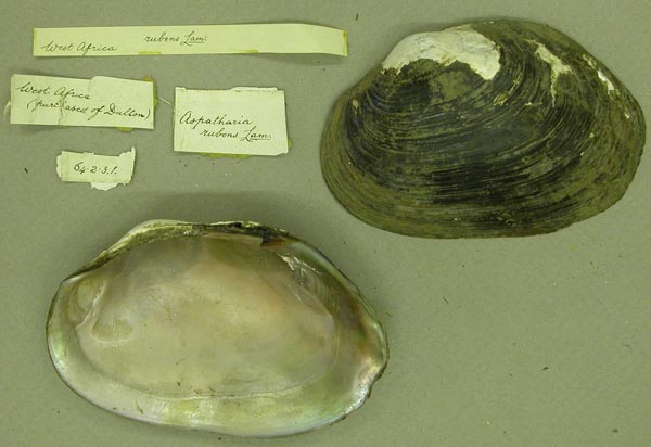 specimen