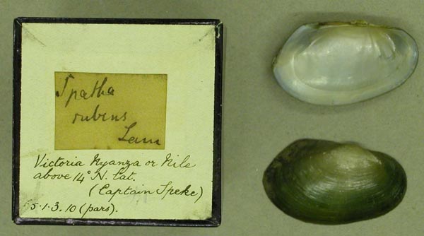 specimen