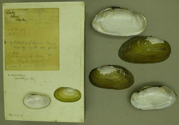 specimen