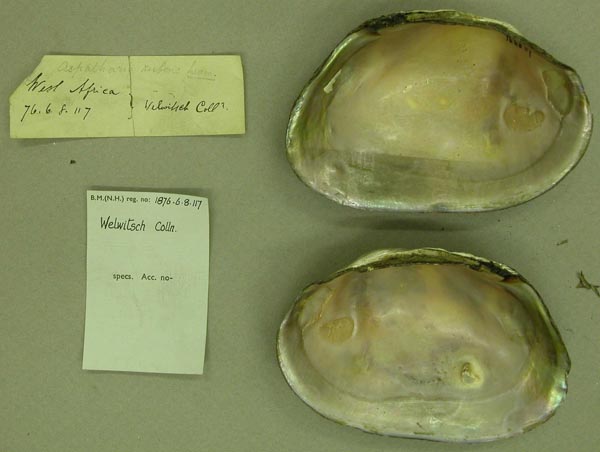 specimen