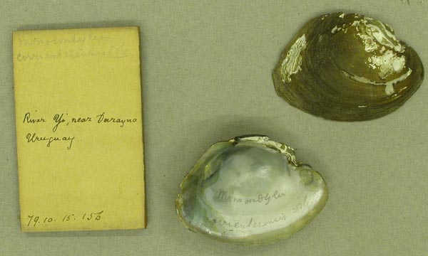 specimen