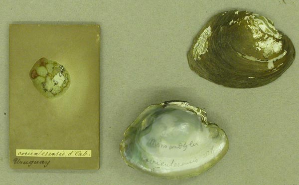 specimen