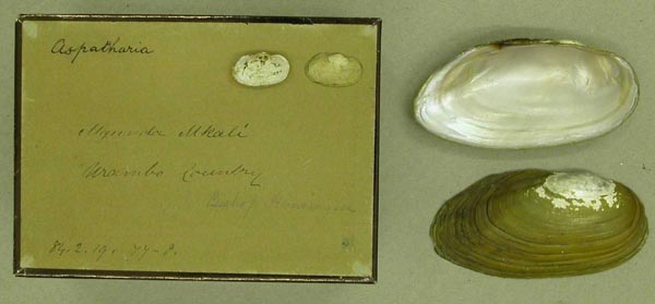 specimen