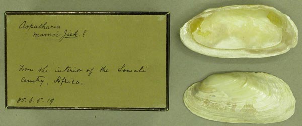 specimen