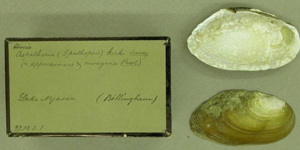 specimen