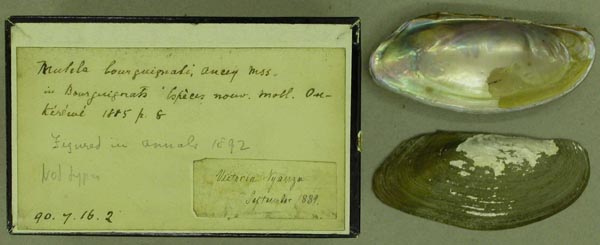 specimen