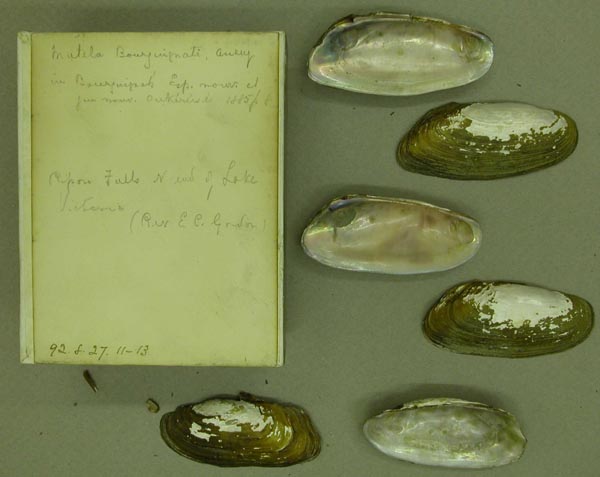 specimen