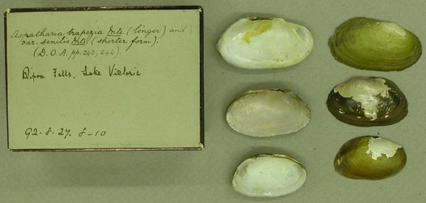 specimen
