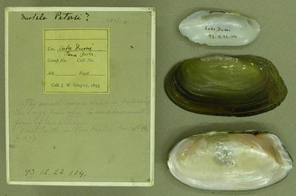 specimen