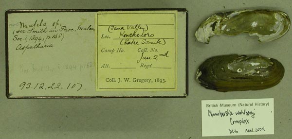specimen
