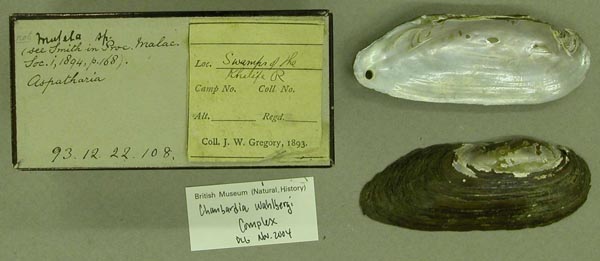 specimen