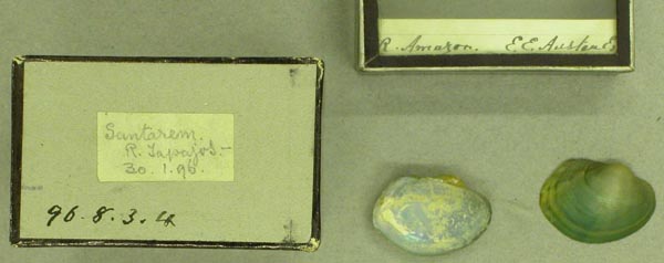 image of lot BMNH_96-8-3-4 image of lot BMNH_96-8-3-4