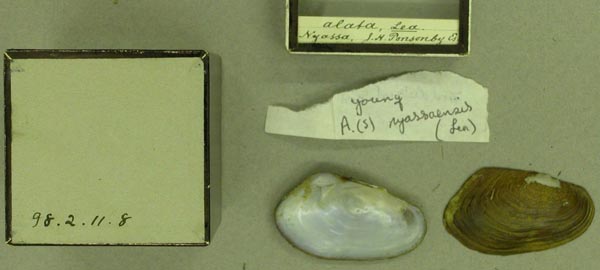 image of lot BMNH_98-2-11-8 image of lot BMNH_98-2-11-8