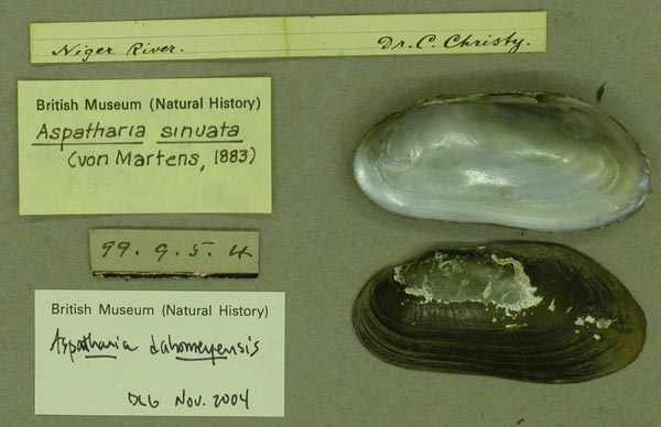 specimen