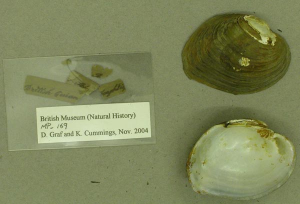 specimen