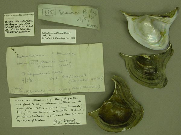 specimen