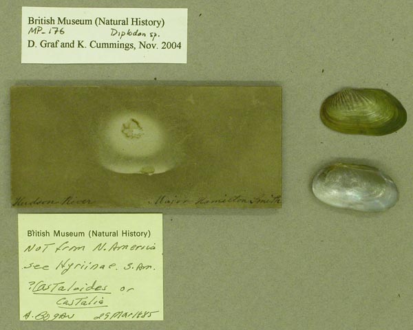 specimen
