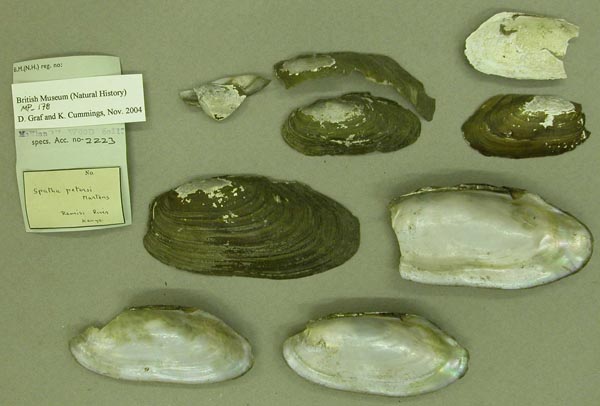 specimen