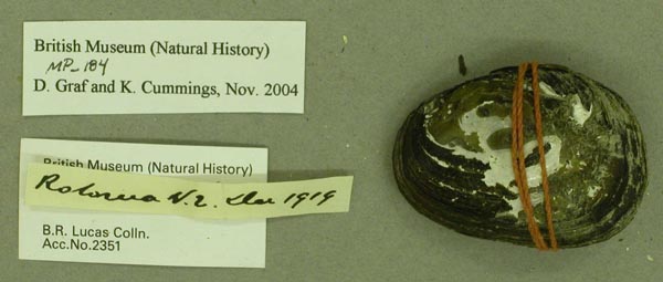 specimen