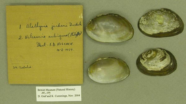 specimen