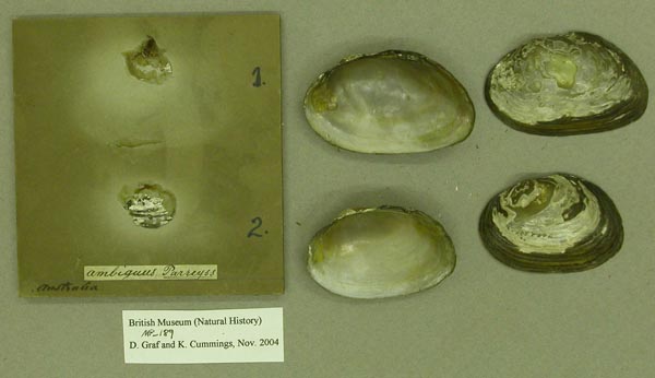 specimen