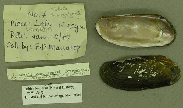 specimen