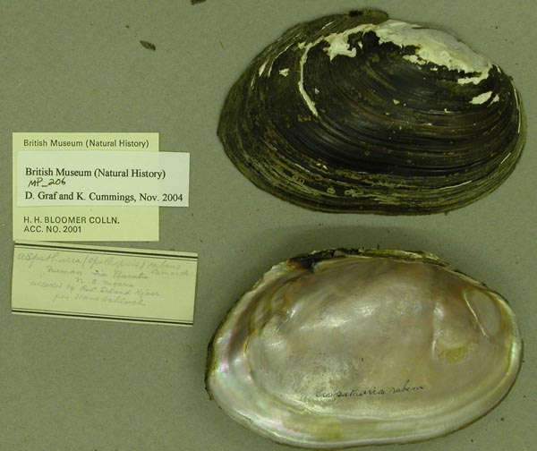 specimen