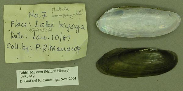 specimen