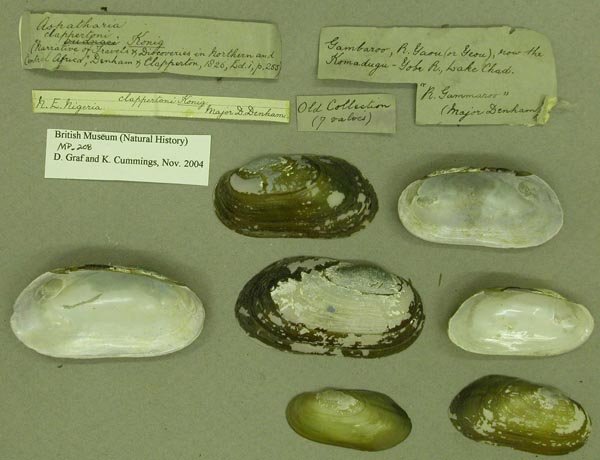 specimen