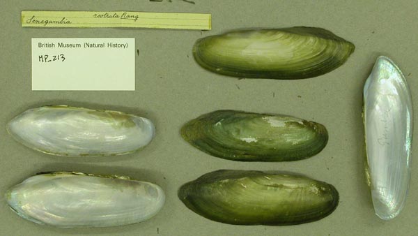 specimen