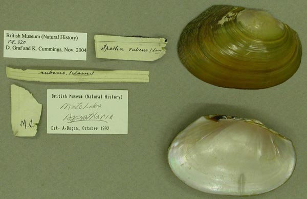 specimen